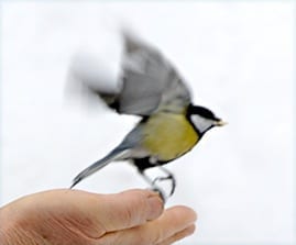 Bird
